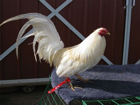 claret gamefowl fighting style.